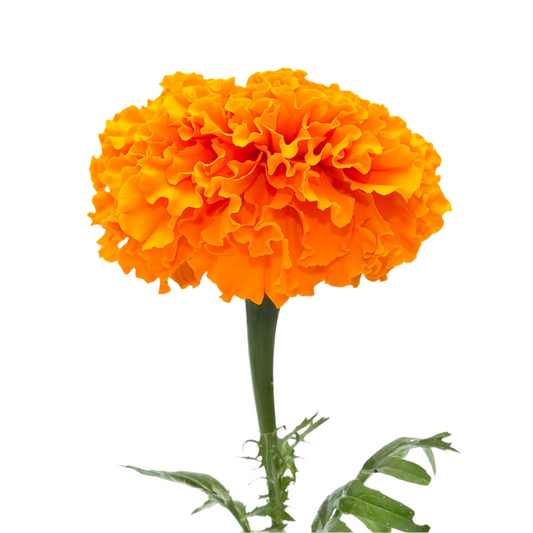 Marigold Per Stem