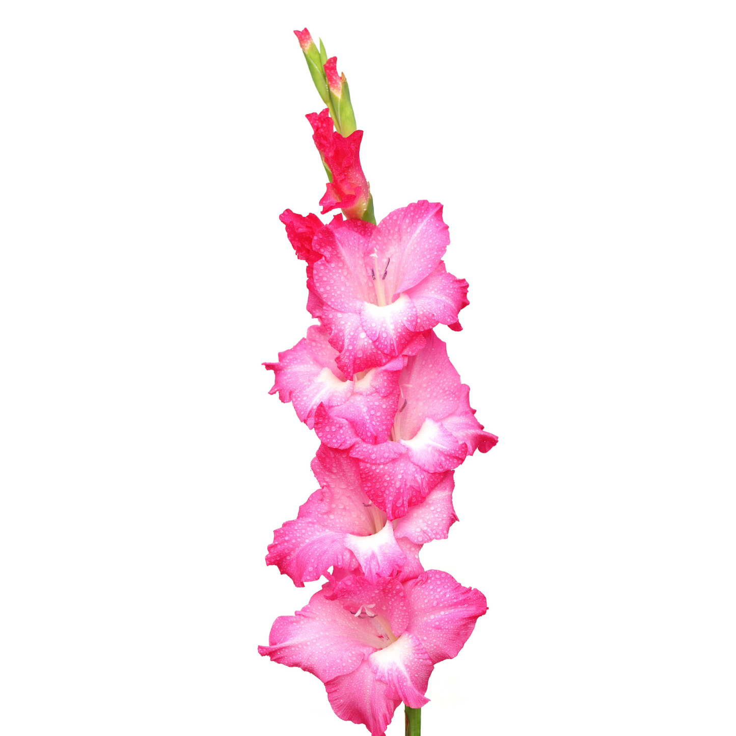 Gladiolus Hot Pink Per Stem