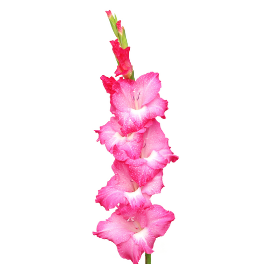 Gladiolus Hot Pink Per Stem