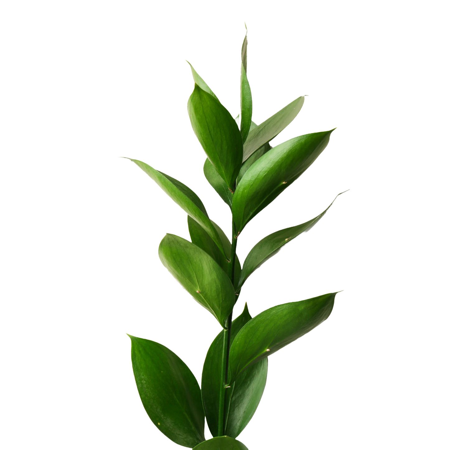 Ruscus