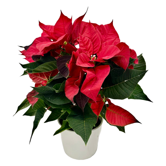 Premium Dutch Poinsettia Plant