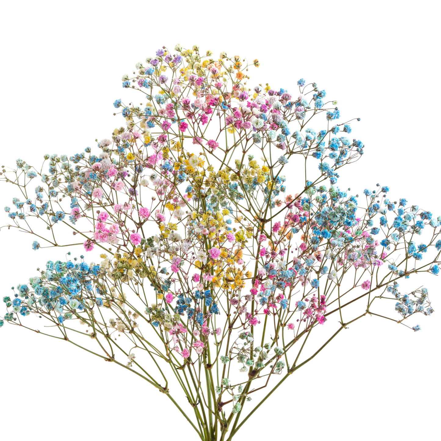 Gypsophila Rainbow