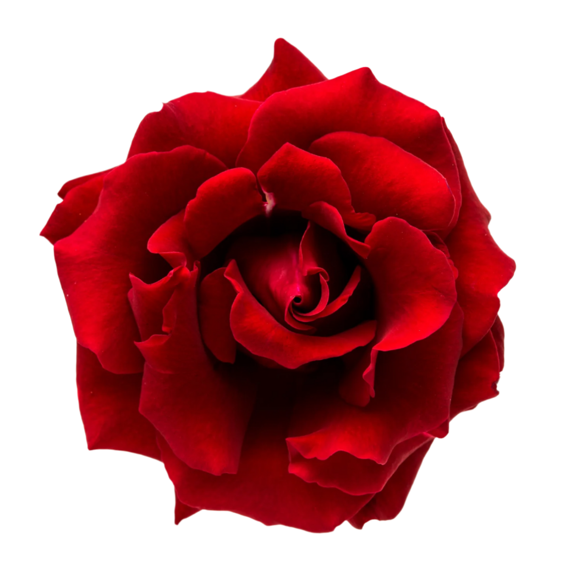 Rose Red Per Stem