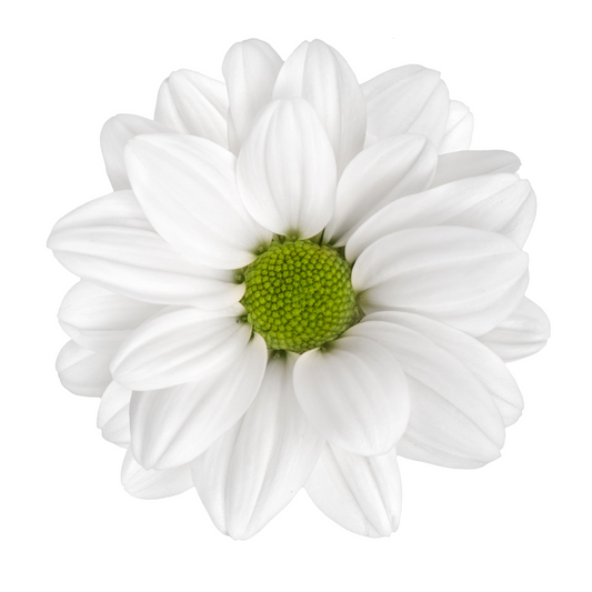 Chrysanthemum Daisy White Per Stem