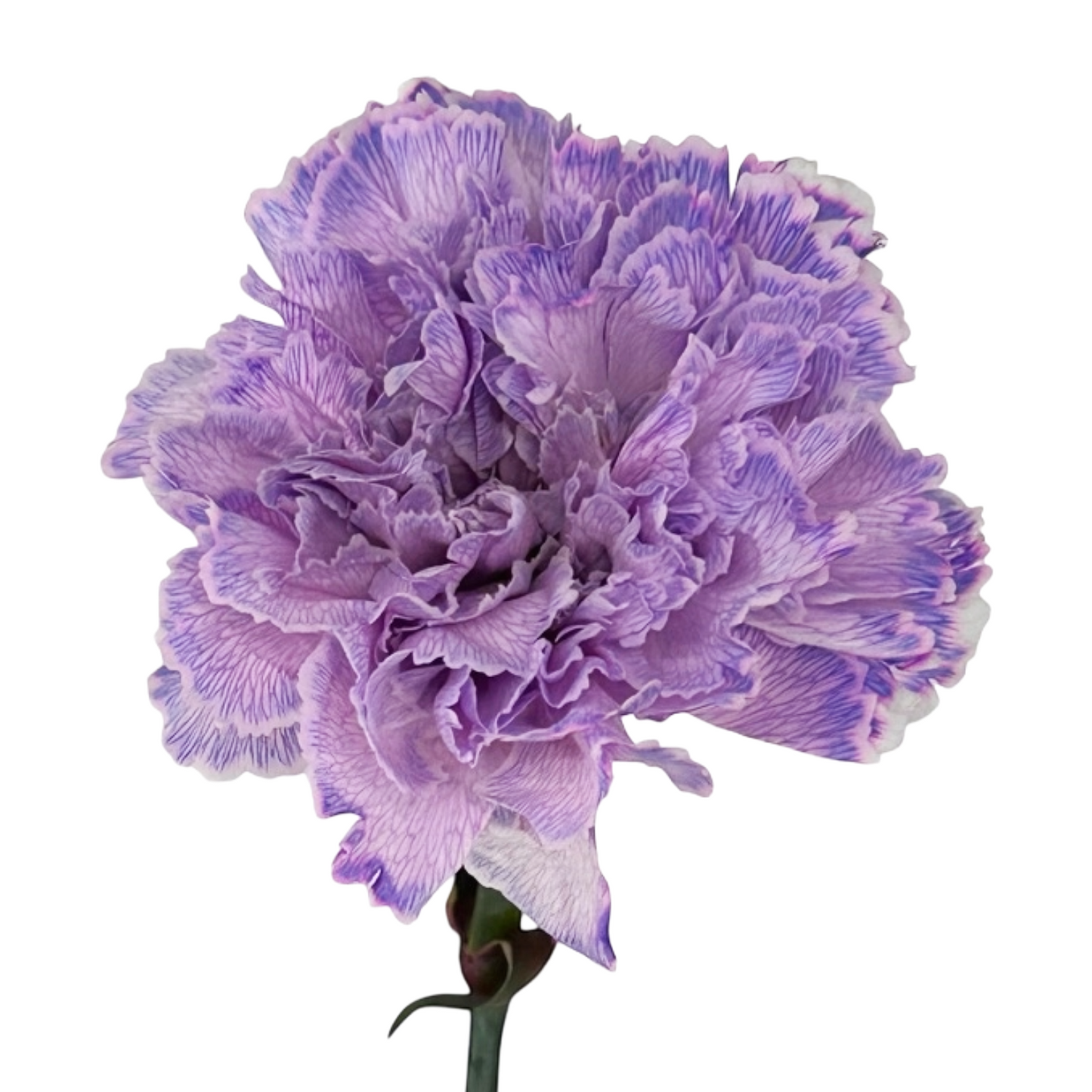 Carnation Painted Lavender Per Stem