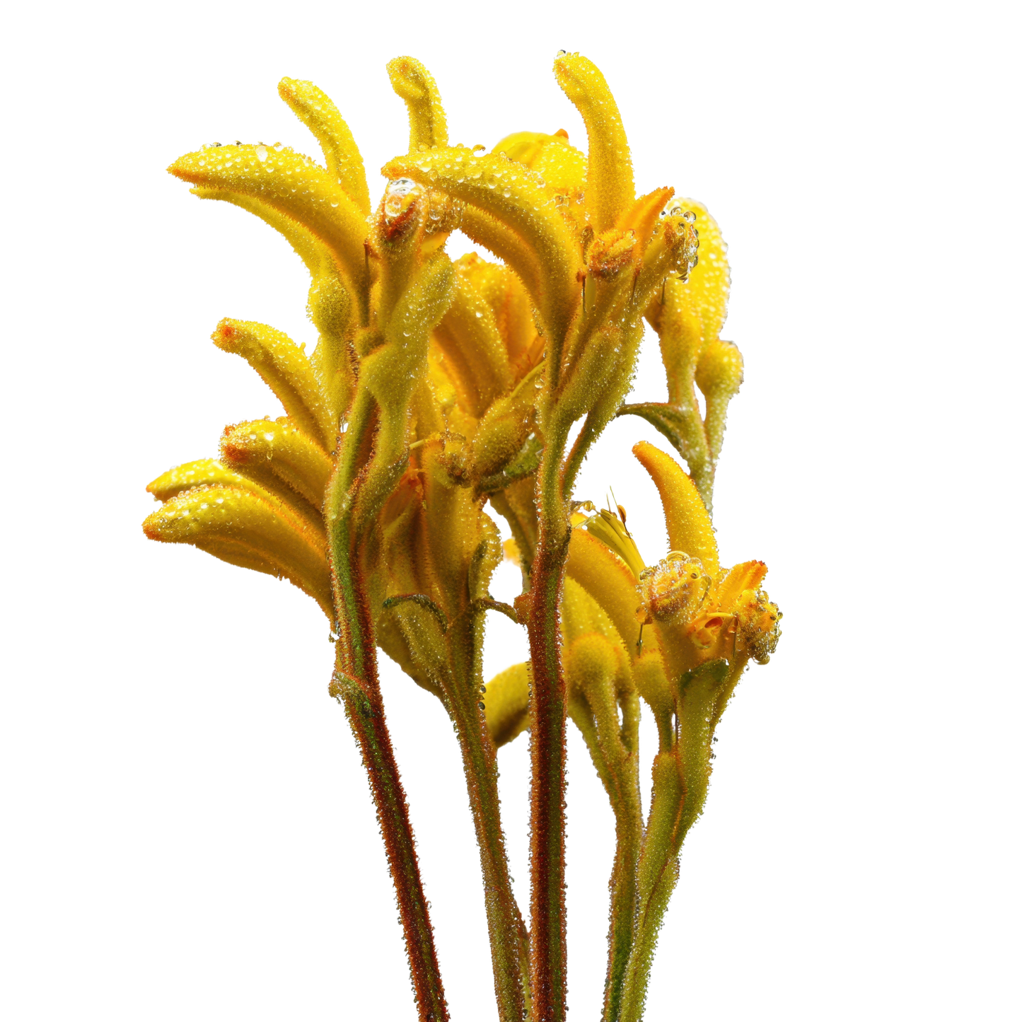 Kangaroo Paw Yellow Per Stem