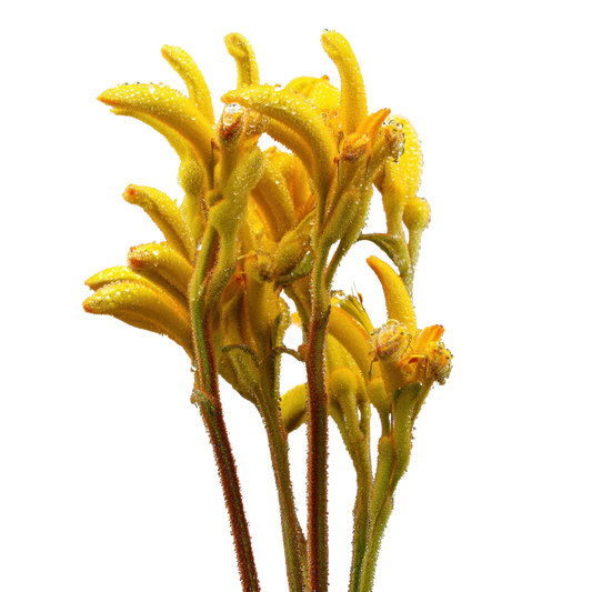 Kangaroo Paw Yellow Per Stem