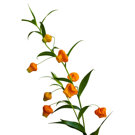 Sandersonia Aurantiaca Per Stem