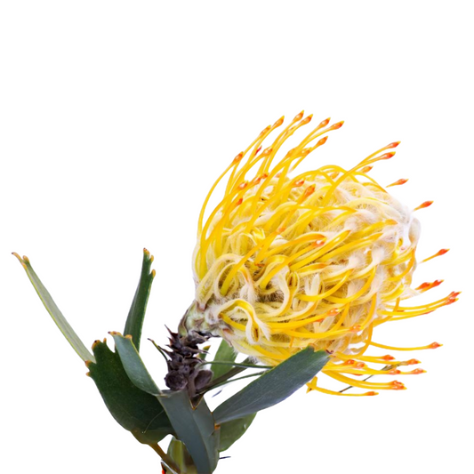 Leucospermum Yellow