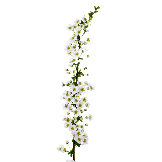 Spiraea Per Stem