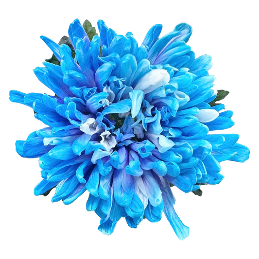 Chrysanthemum Single Painted Antonov Blue Lagoon Per Stem