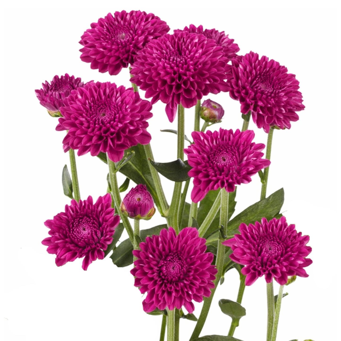 Chrysanthemum Santini Purple Per Stem