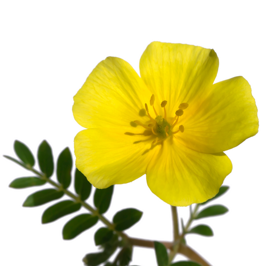 Tribulus Omanense Per Stem