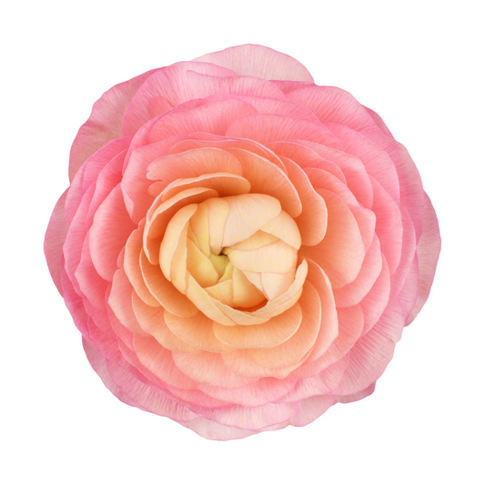 Ranunculus Succes Venere Per Stem