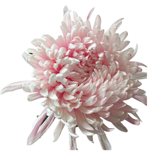 Chrysanthemum Single Painted Antonov Pastel Pink Per Stem