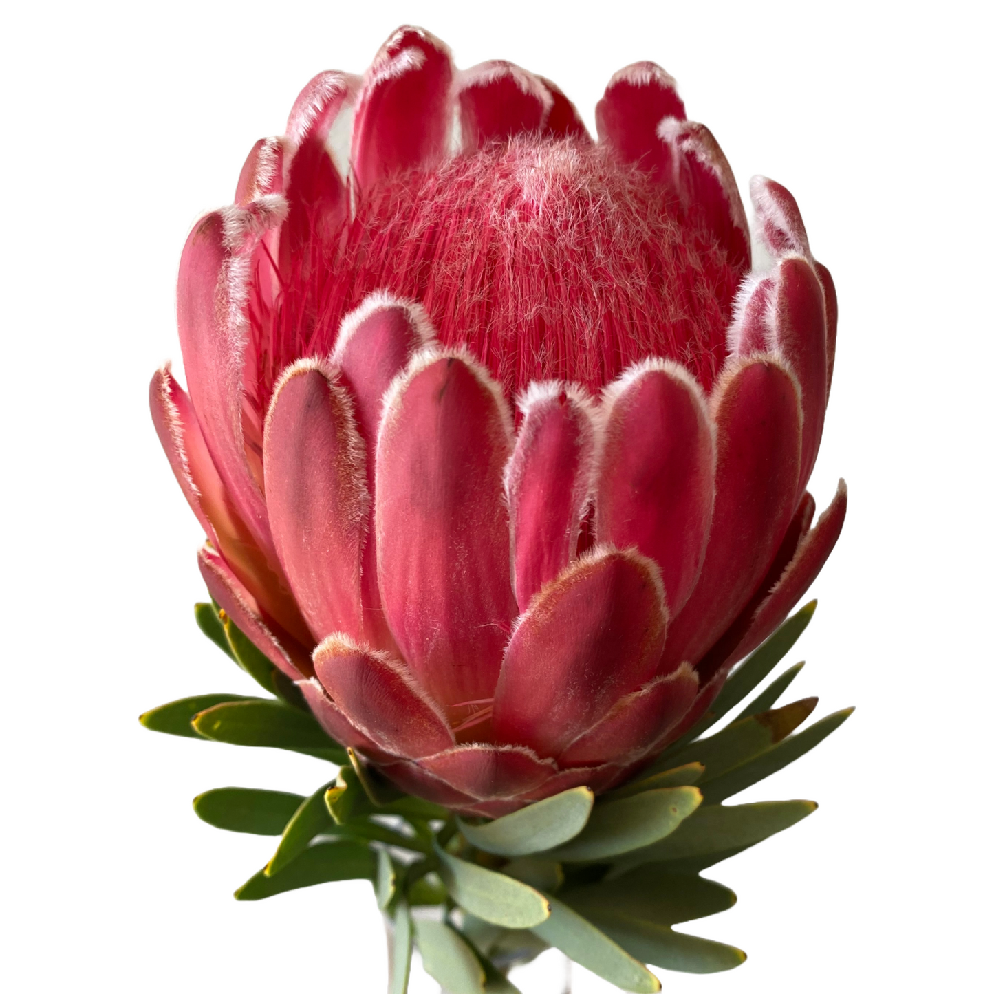 Protea Venus