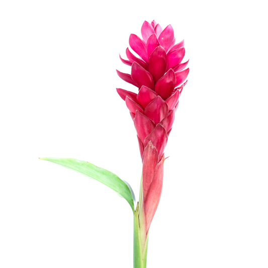 Alpinia Purpurata Per Stem