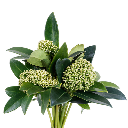 Skimmia Green Bunch