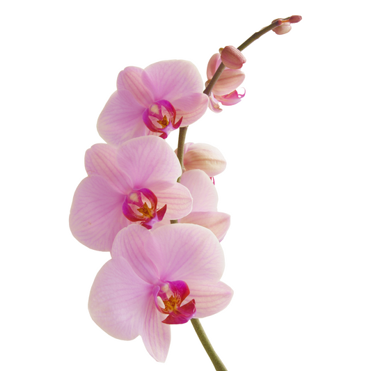 Phalaenopsis Pink Per Stem