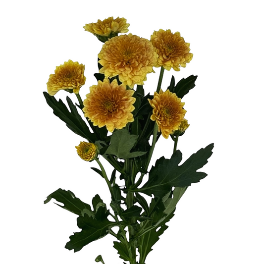 Chrysanthemum Santini Miller Orange Per Stem