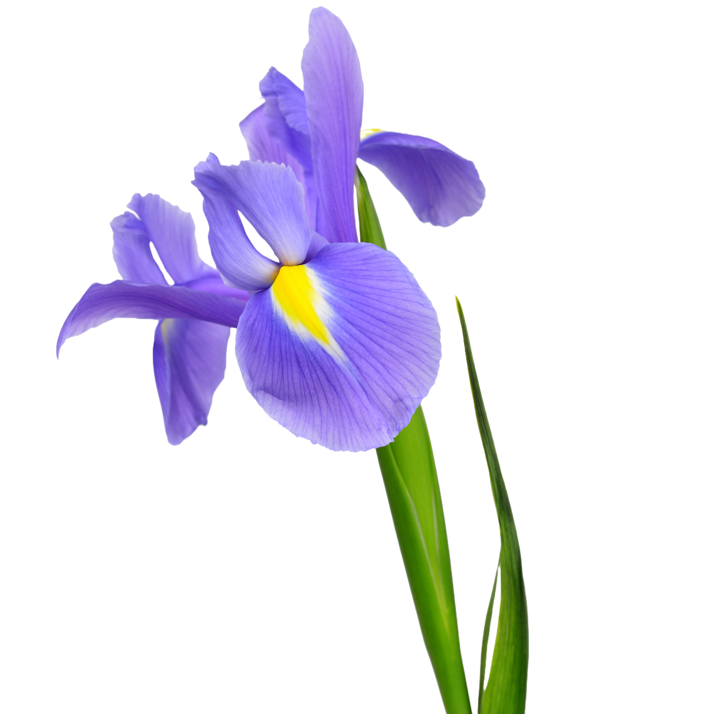 Iris Purple Per Stem
