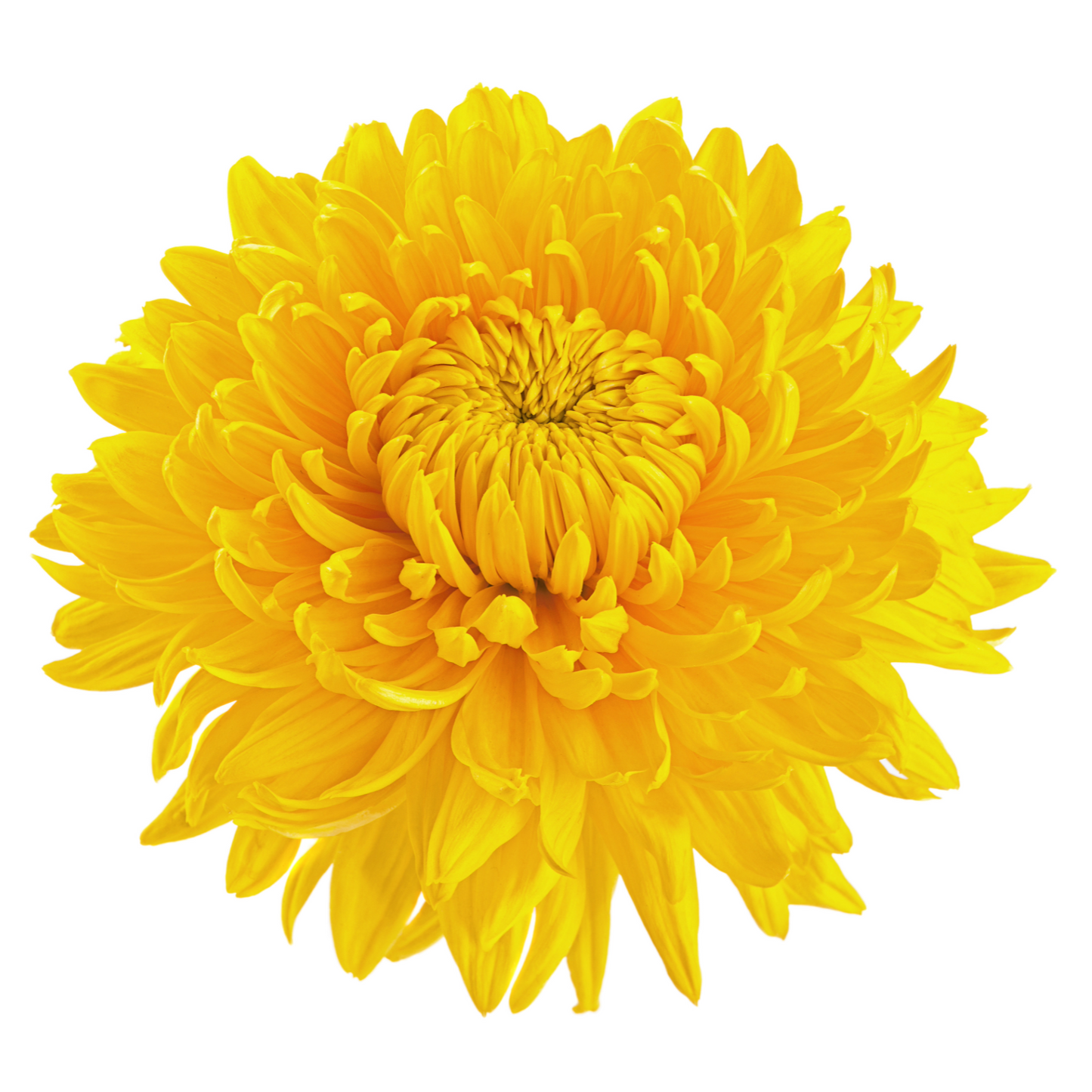 Chrysanthemum Sprays Yellow