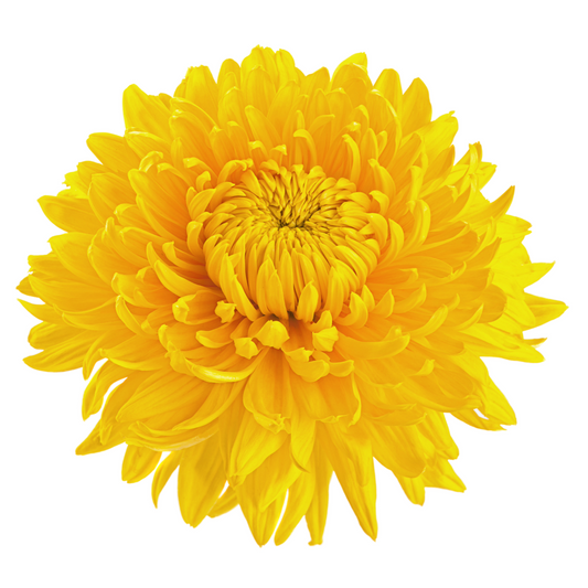 Chrysanthemum Sprays Yellow