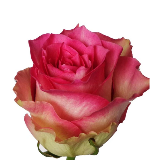 Rose Malibu Per Stem