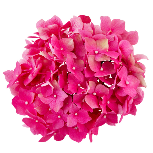 Hydrangea Dark Pink Per Stem
