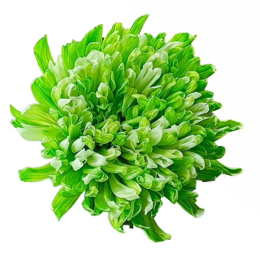 Chrysanthemum Single Painted Antonov Green Per Stem