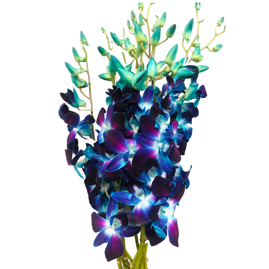 Dendrobium Galaxy Blue Per Stem