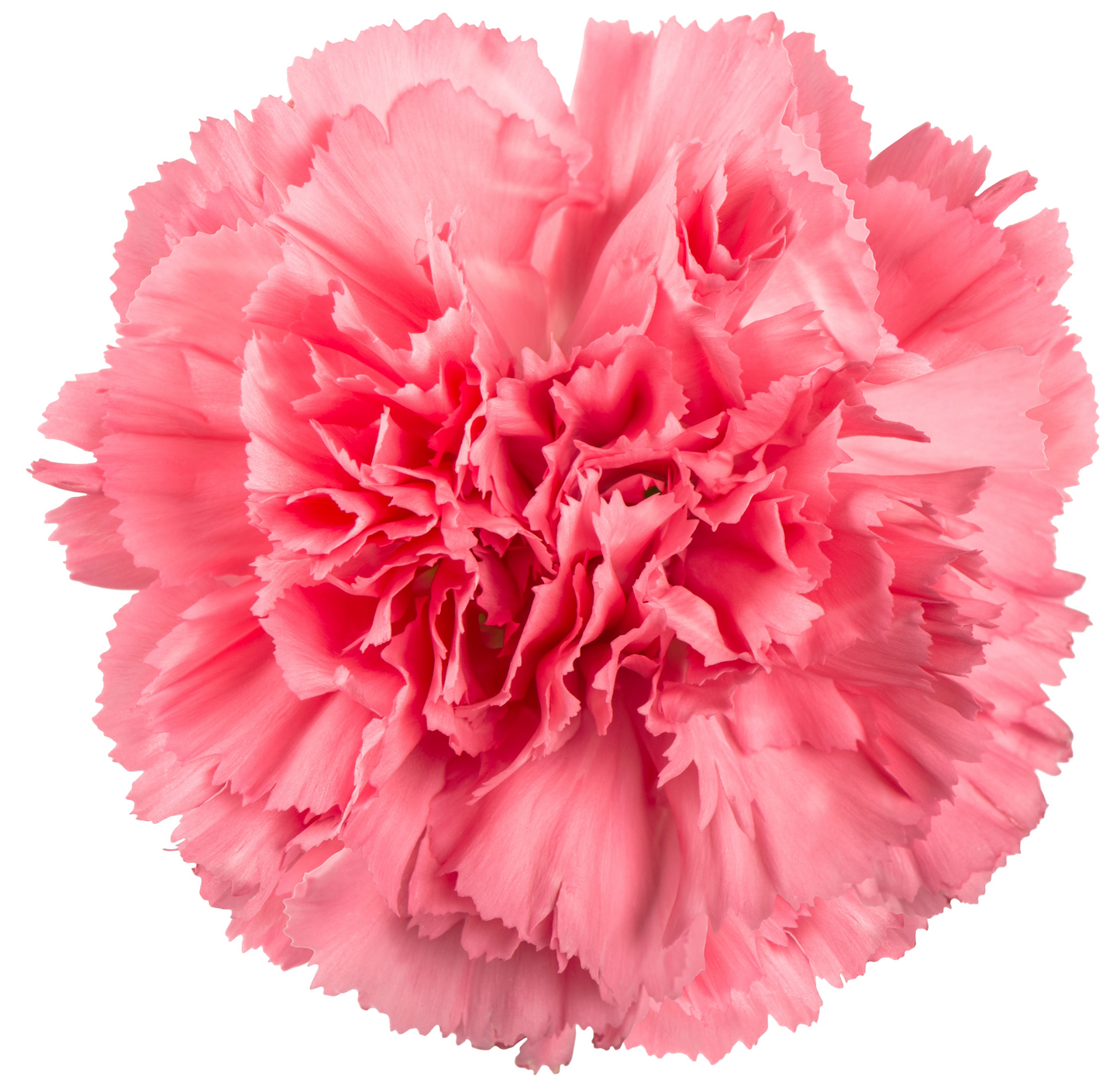 Carnation Pink