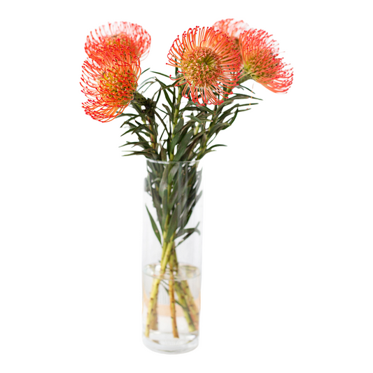 Leucospermum in a vase