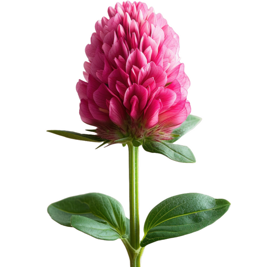Gomphrena Pink Per Stem