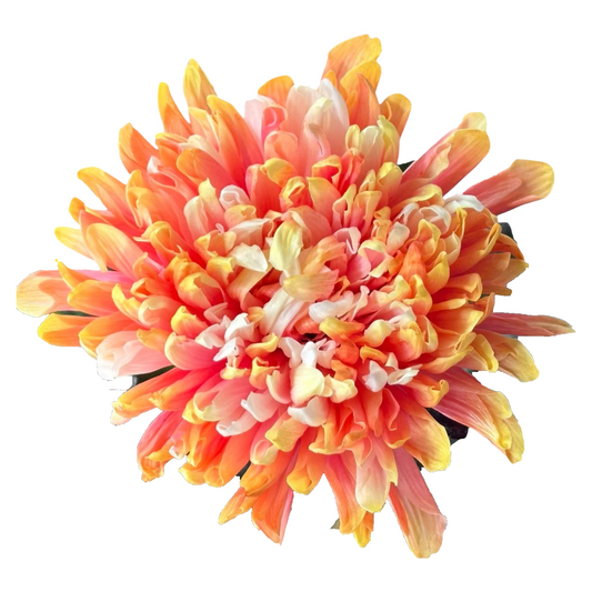 Chrysanthemum Single Painted Antonov Sunset Per Stem
