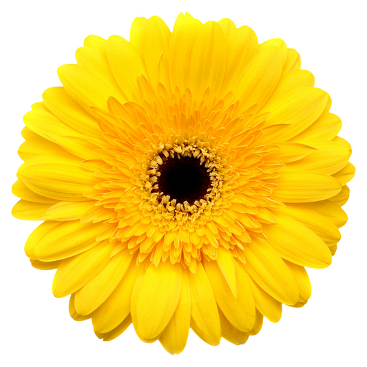 Gerbera Yellow Per Stem