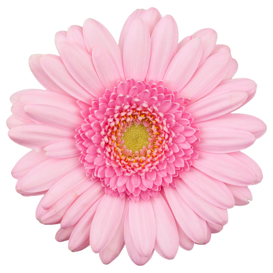 Gerbera Pink