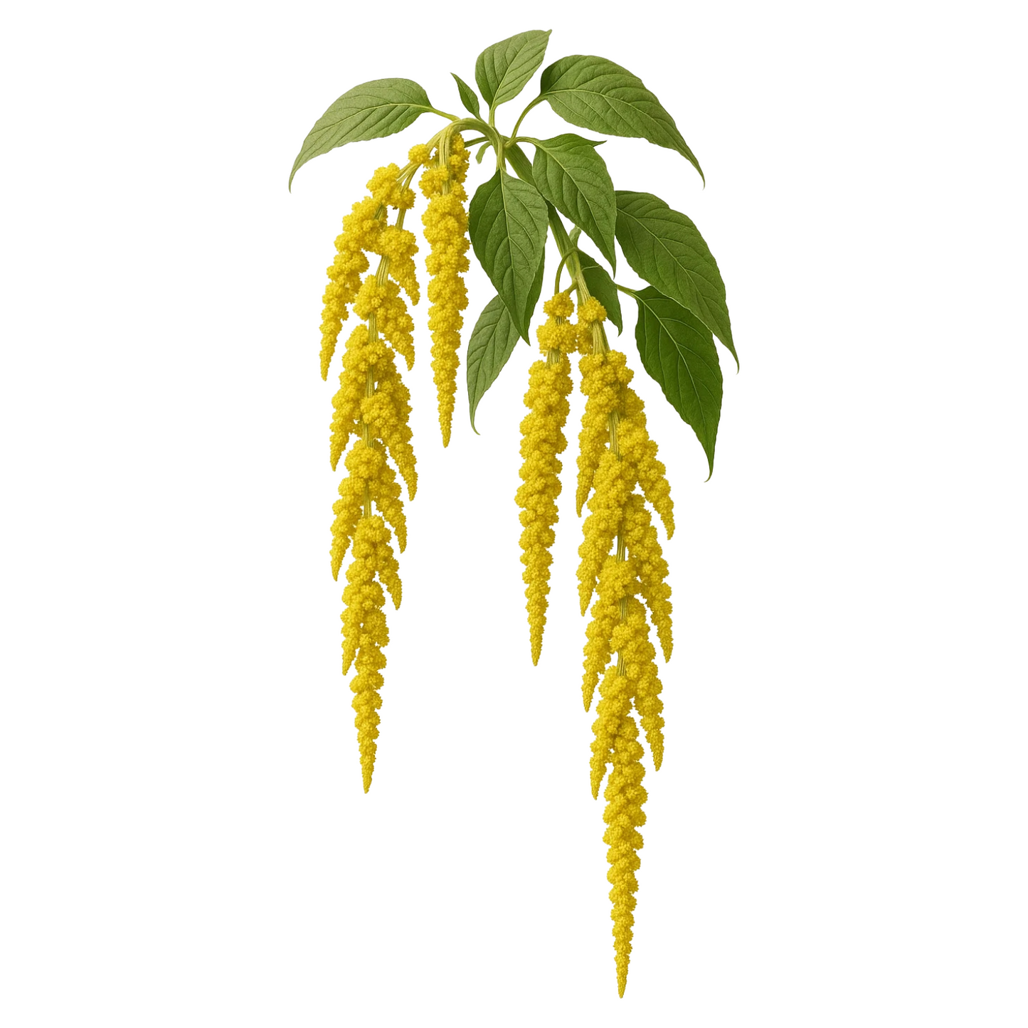 Amaranthus Yellow Per Stem