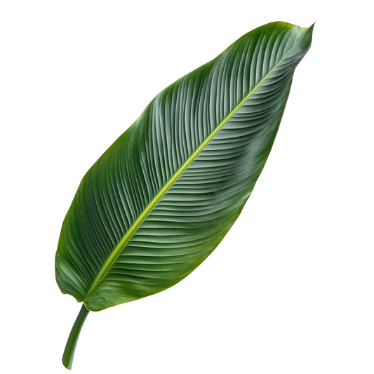 Strelitzia Reginae Leaf Per Stem