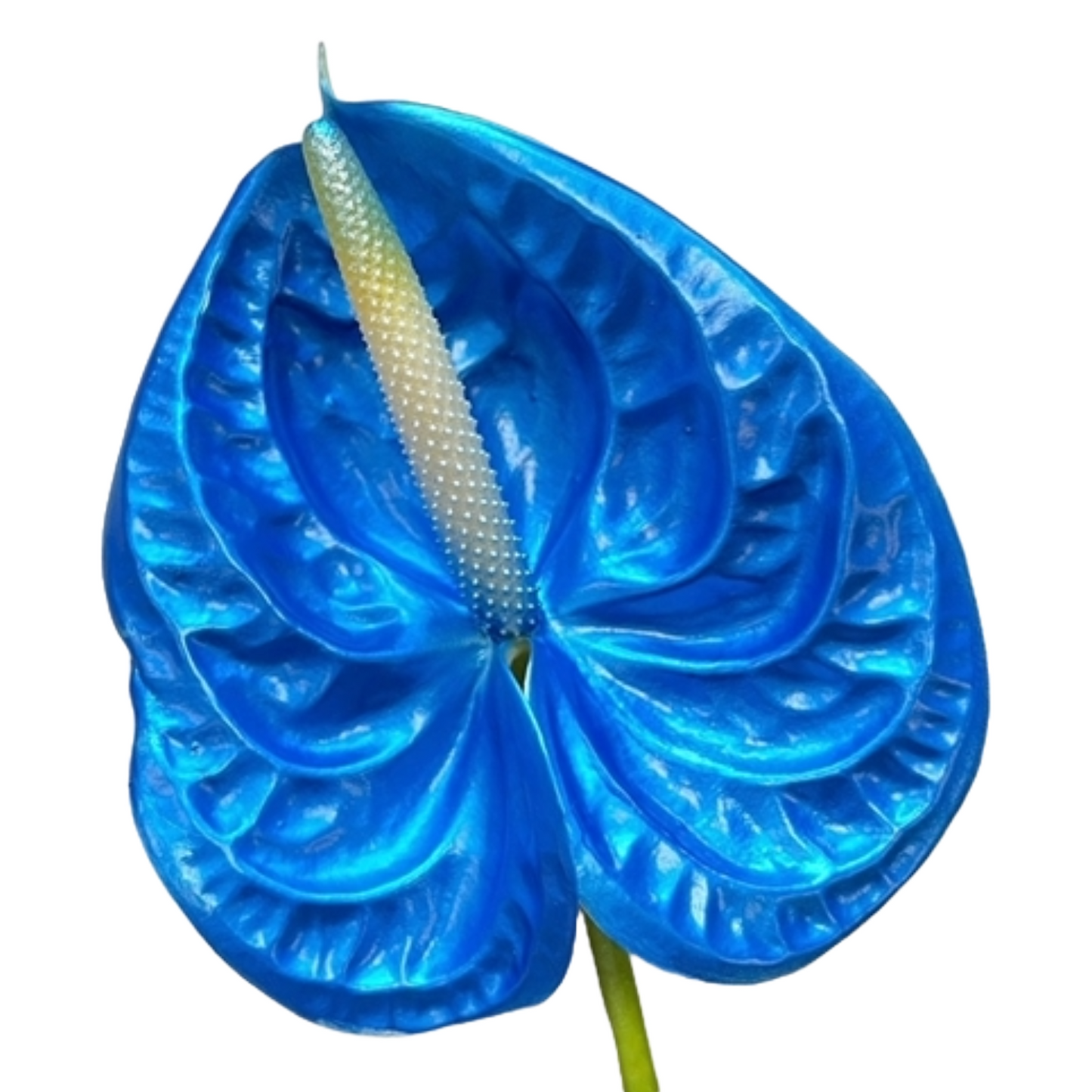 Anthurium Dyed Blue