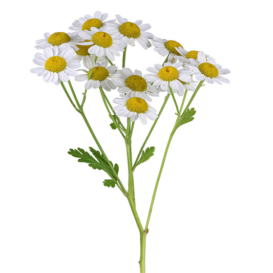 Tanacetum