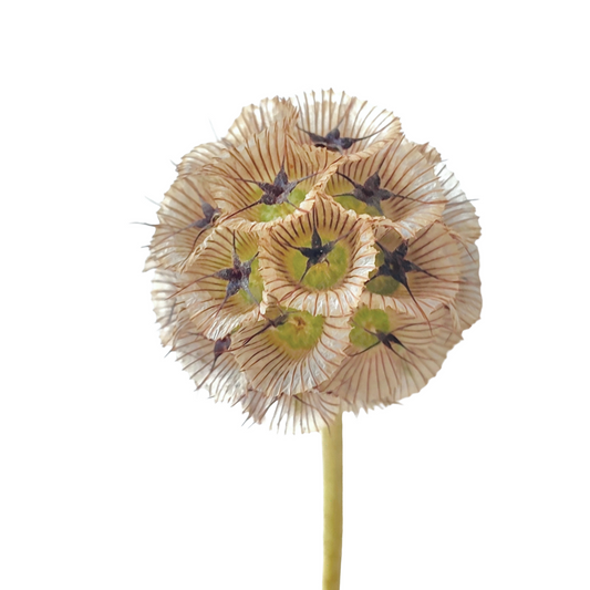 Scabiosa Brown Per Stem