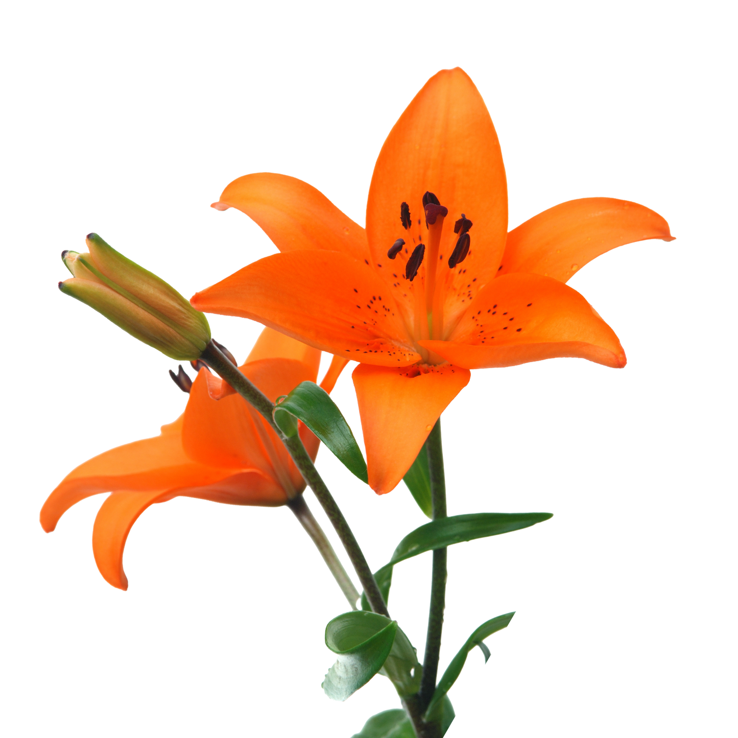 Lily Orange