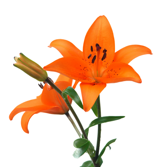 Lily Orange