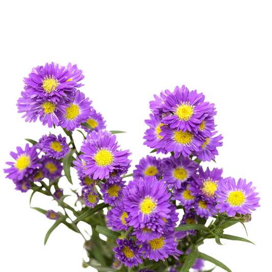 Aster Purple Per Stem