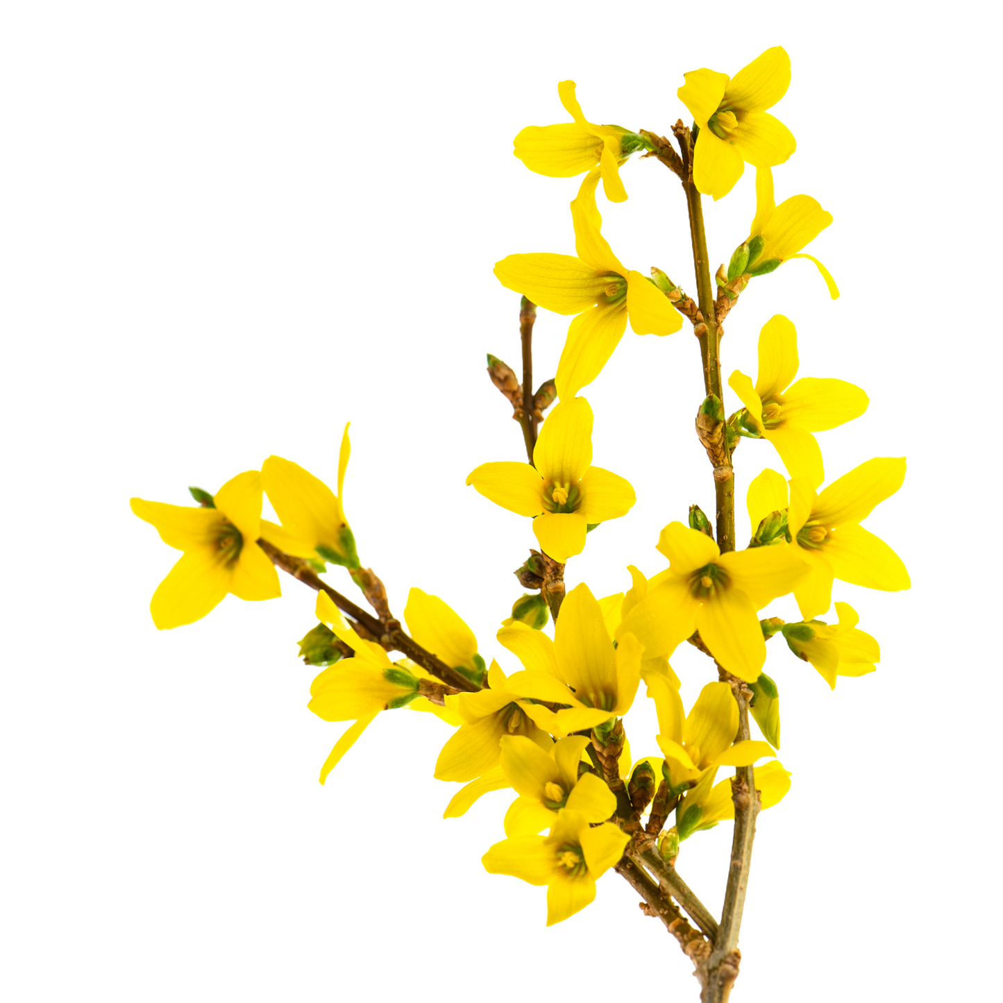 Forsythia Spectabilis Per Stem