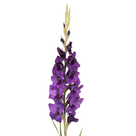 Gladiolus  Purple Per Stem
