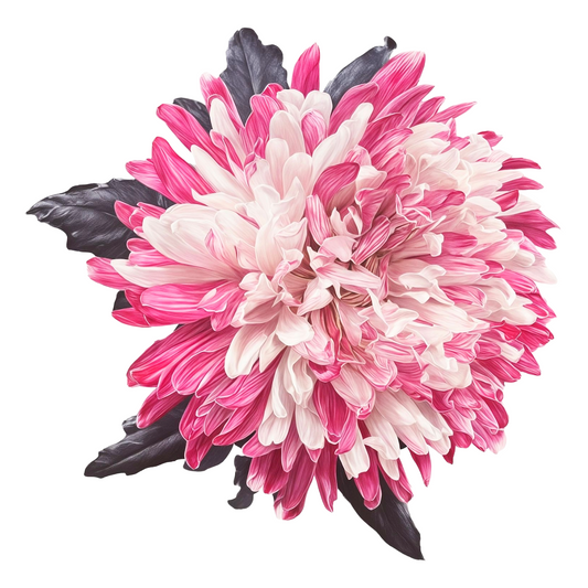 Chrysanthemum Single Painted Antonov Hot Pink Per Stem