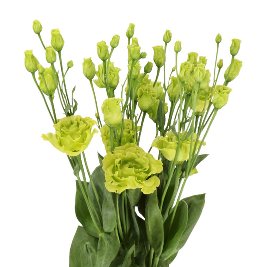 Lisianthus Green Per Stem