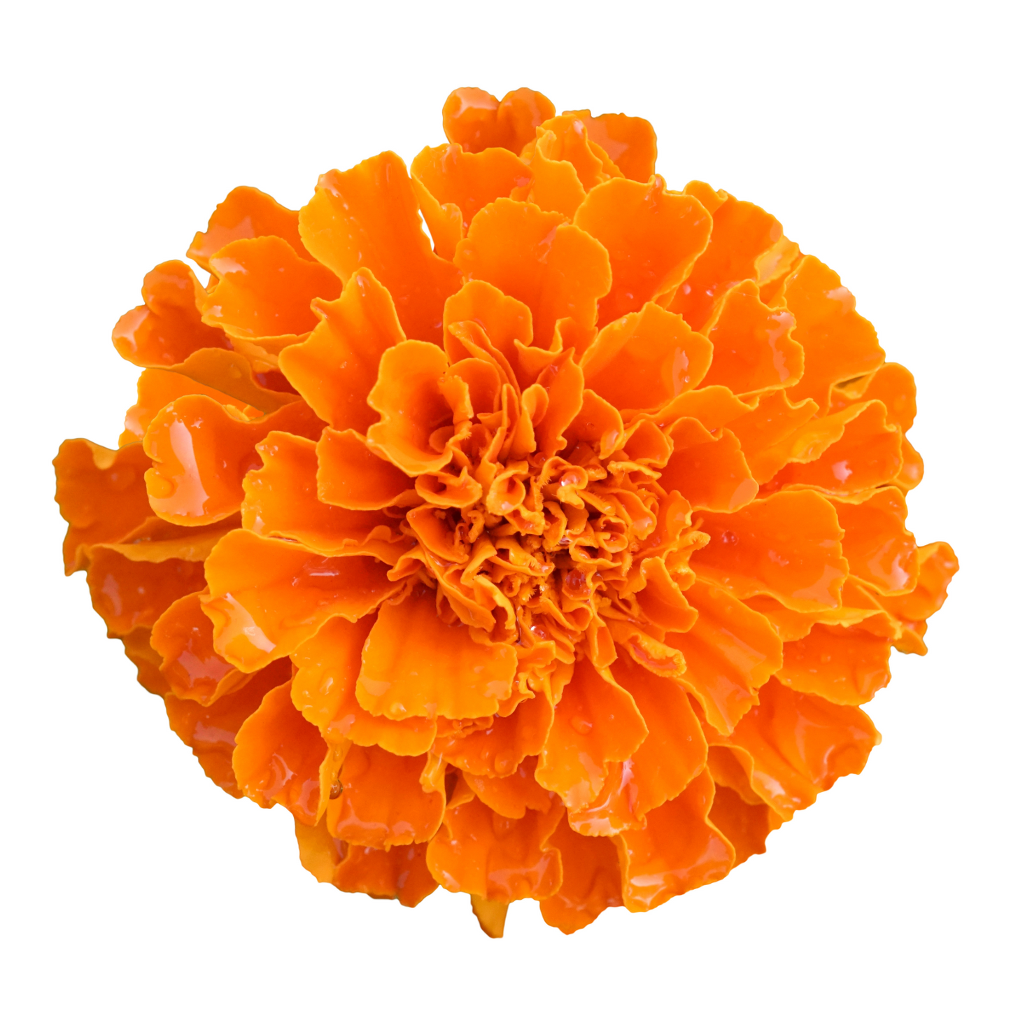 Marigold Orange Per Bud